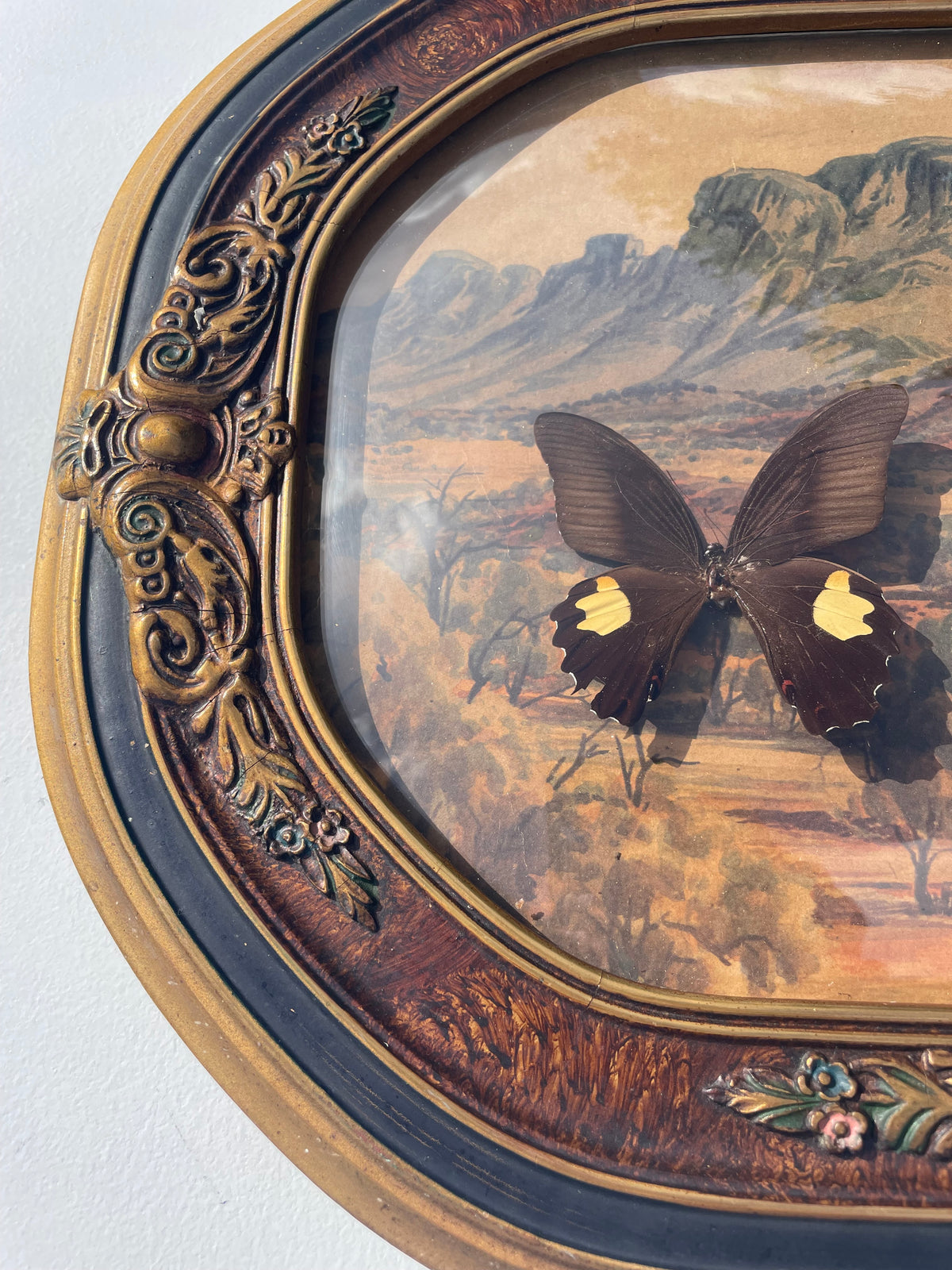Vintage Framed Butterfly & Scorpian Specimens Diorama